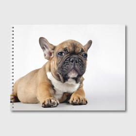 Альбом для рисования с принтом Французский бульдог в Кировске, 100% бумага
 | матовая бумага, плотность 200 мг. | Тематика изображения на принте: животное | порода | собака | французский бульдог