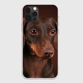 Чехол для iPhone 12 Pro Max с принтом Такса в Кировске, Силикон |  | Тематика изображения на принте: животное | порода | собака | такса