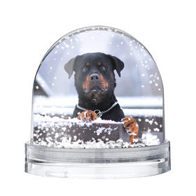 Снежный шар с принтом Ротвейлер в Кировске, Пластик | Изображение внутри шара печатается на глянцевой фотобумаге с двух сторон | животное | порода | ротвейлер | собака