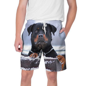 Мужские шорты 3D с принтом Ротвейлер в Кировске,  полиэстер 100% | прямой крой, два кармана без застежек по бокам. Мягкая трикотажная резинка на поясе, внутри которой широкие завязки. Длина чуть выше колен | животное | порода | ротвейлер | собака
