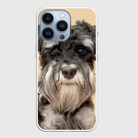 Чехол для iPhone 13 Pro с принтом Цвергшнауцер в Кировске,  |  | животное | порода | собака | цвергшнауцер