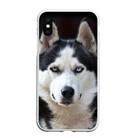 Чехол для iPhone XS Max матовый с принтом Хаски в Кировске, Силикон | Область печати: задняя сторона чехла, без боковых панелей | бандит | животное | порода | собака | хаски | хаски бандит