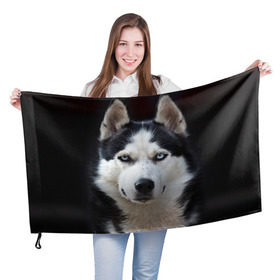 Флаг 3D с принтом Хаски в Кировске, 100% полиэстер | плотность ткани — 95 г/м2, размер — 67 х 109 см. Принт наносится с одной стороны | бандит | животное | порода | собака | хаски | хаски бандит