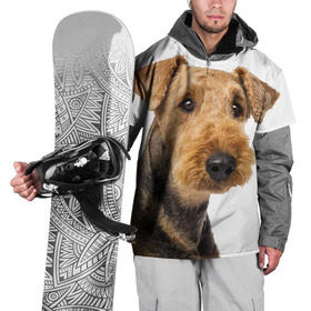 Накидка на куртку 3D с принтом Эрдельтерьер в Кировске, 100% полиэстер |  | животное | порода | собака | эрдельтерьер