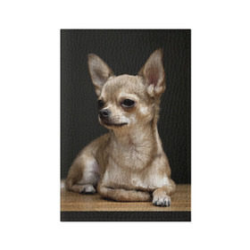 Обложка для паспорта матовая кожа с принтом Чихуахуа в Кировске, натуральная матовая кожа | размер 19,3 х 13,7 см; прозрачные пластиковые крепления | животное | порода | собака | чихуахуа
