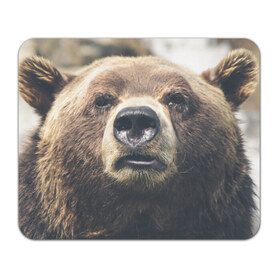 Коврик прямоугольный с принтом Русский медведь в Кировске, натуральный каучук | размер 230 х 185 мм; запечатка лицевой стороны | Тематика изображения на принте: медведь | россия | русский | символ | ссср