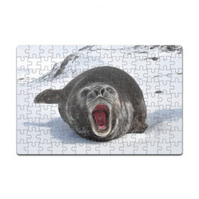 Пазл магнитный 126 элементов с принтом Морской тюлень в Кировске, полимерный материал с магнитным слоем | 126 деталей, размер изделия —  180*270 мм | Тематика изображения на принте: животное | зима | море | океан | снег | тюлень