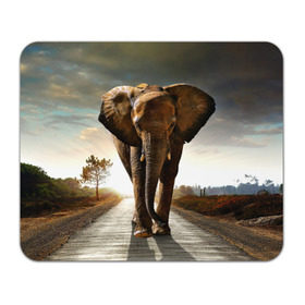 Коврик прямоугольный с принтом Дикий слон в Кировске, натуральный каучук | размер 230 х 185 мм; запечатка лицевой стороны | Тематика изображения на принте: слон