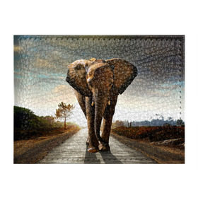 Обложка для студенческого билета с принтом Дикий слон в Кировске, натуральная кожа | Размер: 11*8 см; Печать на всей внешней стороне | слон