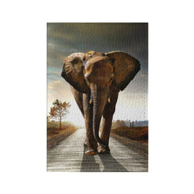 Обложка для паспорта матовая кожа с принтом Дикий слон в Кировске, натуральная матовая кожа | размер 19,3 х 13,7 см; прозрачные пластиковые крепления | слон
