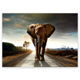 Поздравительная открытка с принтом Дикий слон в Кировске, 100% бумага | плотность бумаги 280 г/м2, матовая, на обратной стороне линовка и место для марки
 | Тематика изображения на принте: слон