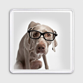 Магнит 55*55 с принтом Собака в очках в Кировске, Пластик | Размер: 65*65 мм; Размер печати: 55*55 мм | в очках | дог | животное | очки | прикол | пятнистый | собака | щенок