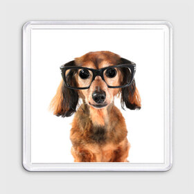 Магнит 55*55 с принтом Собака в очках в Кировске, Пластик | Размер: 65*65 мм; Размер печати: 55*55 мм | Тематика изображения на принте: домашнее | животное | очки | пес | прикол | собака в очках | умный | ученый