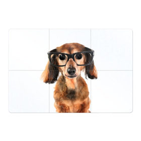 Магнитный плакат 3Х2 с принтом Собака в очках в Кировске, Полимерный материал с магнитным слоем | 6 деталей размером 9*9 см | Тематика изображения на принте: домашнее | животное | очки | пес | прикол | собака в очках | умный | ученый