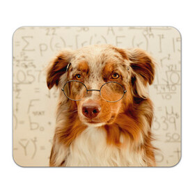 Коврик прямоугольный с принтом Собака в очках в Кировске, натуральный каучук | размер 230 х 185 мм; запечатка лицевой стороны | Тематика изображения на принте: домашнее | животное | очки | пес | прикол | собака в очках | умный | ученый