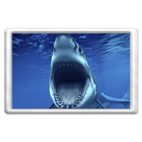 Магнит 45*70 с принтом Белая акула в Кировске, Пластик | Размер: 78*52 мм; Размер печати: 70*45 | shark | море | синий