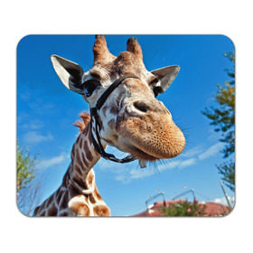 Коврик прямоугольный с принтом Прикольный жираф в Кировске, натуральный каучук | размер 230 х 185 мм; запечатка лицевой стороны | Тематика изображения на принте: африка | животное | жираф | небо | природа