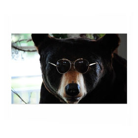 Бумага для упаковки 3D с принтом Медведь в очках в Кировске, пластик и полированная сталь | круглая форма, металлическое крепление в виде кольца | Тематика изображения на принте: животное | медведь | новая | очки | природа | стильная