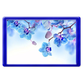 Магнит 45*70 с принтом Голубая орхидея в Кировске, Пластик | Размер: 78*52 мм; Размер печати: 70*45 | голубая орхидея | красота | орхидеи | природа | цветок | цветочек | цветы
