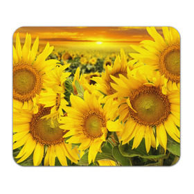 Коврик прямоугольный с принтом Подсолнухи в Кировске, натуральный каучук | размер 230 х 185 мм; запечатка лицевой стороны | Тематика изображения на принте: желтый | солнце | цветок | яркий
