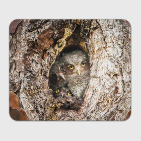 Коврик прямоугольный с принтом Совы в Кировске, натуральный каучук | размер 230 х 185 мм; запечатка лицевой стороны | звери | природа | птицы | сова | сыч