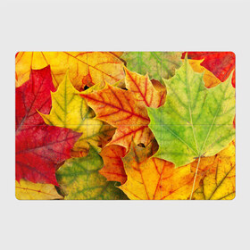 Магнитный плакат 3Х2 с принтом Краски осени в Кировске, Полимерный материал с магнитным слоем | 6 деталей размером 9*9 см | листва | листья | осень