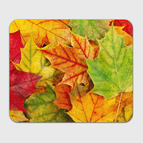 Коврик прямоугольный с принтом Краски осени в Кировске, натуральный каучук | размер 230 х 185 мм; запечатка лицевой стороны | листва | листья | осень
