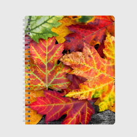 Тетрадь с принтом Осенняя пора в Кировске, 100% бумага | 48 листов, плотность листов — 60 г/м2, плотность картонной обложки — 250 г/м2. Листы скреплены сбоку удобной пружинной спиралью. Уголки страниц и обложки скругленные. Цвет линий — светло-серый
 | жёлтый | красный | листва | листья | осень