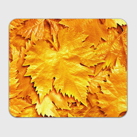 Коврик прямоугольный с принтом Золотая осень в Кировске, натуральный каучук | размер 230 х 185 мм; запечатка лицевой стороны | Тематика изображения на принте: жёлтый | золотой | клён | красота | листва | листья | наряд | осень | осина | покров | природа
