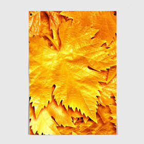 Постер с принтом Золотая осень в Кировске, 100% бумага
 | бумага, плотность 150 мг. Матовая, но за счет высокого коэффициента гладкости имеет небольшой блеск и дает на свету блики, но в отличии от глянцевой бумаги не покрыта лаком | жёлтый | золотой | клён | красота | листва | листья | наряд | осень | осина | покров | природа