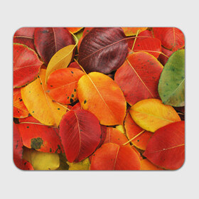 Коврик прямоугольный с принтом Осенний покров в Кировске, натуральный каучук | размер 230 х 185 мм; запечатка лицевой стороны | жёлтый | золотой | красный | листва | листья | осень