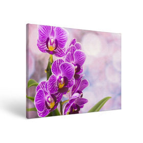 Холст прямоугольный с принтом Божественная орхидея в Кировске, 100% ПВХ |  | Тематика изображения на принте: 8 марта | букет | весна | красота | куст | лето | орхидея | подарок | сиреневый цвет | цветок | шикарный цветочек