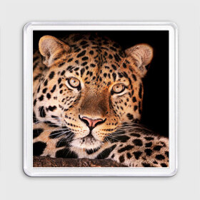 Магнит 55*55 с принтом Леопард в Кировске, Пластик | Размер: 65*65 мм; Размер печати: 55*55 мм | гепард | грация | дикая кошка | добыча | животные | леопард | ловкость | опасность | пятна | хищник | ягуар