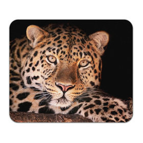 Коврик прямоугольный с принтом Леопард в Кировске, натуральный каучук | размер 230 х 185 мм; запечатка лицевой стороны | гепард | грация | дикая кошка | добыча | животные | леопард | ловкость | опасность | пятна | хищник | ягуар
