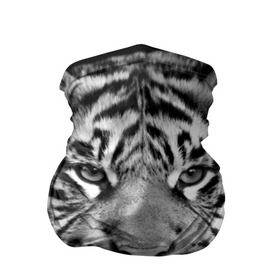 Бандана-труба 3D с принтом Красавец тигр в Кировске, 100% полиэстер, ткань с особыми свойствами — Activecool | плотность 150‒180 г/м2; хорошо тянется, но сохраняет форму | джунгли | дикая кошка | животные | зверь | король | кровь | мясо | опасность | охотник | тигр | хищник | царь | цирк