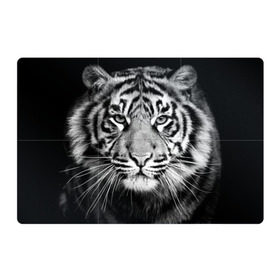 Магнитный плакат 3Х2 с принтом Красавец тигр в Кировске, Полимерный материал с магнитным слоем | 6 деталей размером 9*9 см | джунгли | дикая кошка | животные | зверь | король | кровь | мясо | опасность | охотник | тигр | хищник | царь | цирк