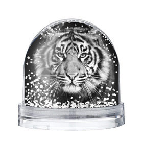 Снежный шар с принтом Красавец тигр в Кировске, Пластик | Изображение внутри шара печатается на глянцевой фотобумаге с двух сторон | джунгли | дикая кошка | животные | зверь | король | кровь | мясо | опасность | охотник | тигр | хищник | царь | цирк
