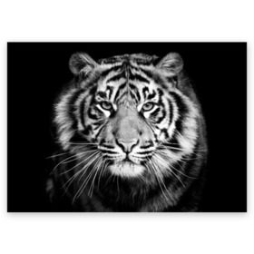 Поздравительная открытка с принтом Красавец тигр в Кировске, 100% бумага | плотность бумаги 280 г/м2, матовая, на обратной стороне линовка и место для марки
 | джунгли | дикая кошка | животные | зверь | король | кровь | мясо | опасность | охотник | тигр | хищник | царь | цирк