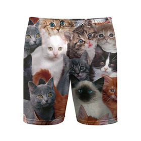 Мужские шорты 3D спортивные с принтом Котики в Кировске,  |  | Тематика изображения на принте: cat | cats | кот | котик | коты | котята
