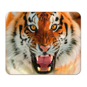 Коврик прямоугольный с принтом Амурский тигр в Кировске, натуральный каучук | размер 230 х 185 мм; запечатка лицевой стороны | Тематика изображения на принте: амур | голова | животные | кошка | оскал | тигр