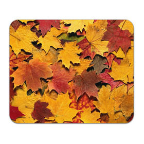 Коврик прямоугольный с принтом Осень на дворе в Кировске, натуральный каучук | размер 230 х 185 мм; запечатка лицевой стороны | бордовый | жёлтый | красный | листва | листья