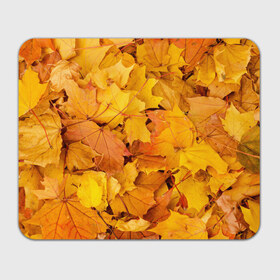 Коврик прямоугольный с принтом Золотая листва в Кировске, натуральный каучук | размер 230 х 185 мм; запечатка лицевой стороны | жёлтый осень | золото | листья