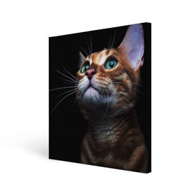 Холст квадратный с принтом Милый котик в Кировске, 100% ПВХ |  | кошка | темный | фото