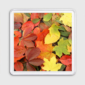 Магнит 55*55 с принтом Осенние листья в Кировске, Пластик | Размер: 65*65 мм; Размер печати: 55*55 мм | жёлтый | красный | листва | оранжевый | осень