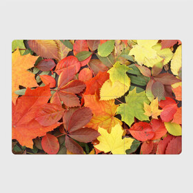 Магнитный плакат 3Х2 с принтом Осенние листья в Кировске, Полимерный материал с магнитным слоем | 6 деталей размером 9*9 см | жёлтый | красный | листва | оранжевый | осень
