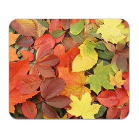 Коврик прямоугольный с принтом Осенние листья в Кировске, натуральный каучук | размер 230 х 185 мм; запечатка лицевой стороны | Тематика изображения на принте: жёлтый | красный | листва | оранжевый | осень