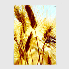 Постер с принтом Колос в Кировске, 100% бумага
 | бумага, плотность 150 мг. Матовая, но за счет высокого коэффициента гладкости имеет небольшой блеск и дает на свету блики, но в отличии от глянцевой бумаги не покрыта лаком | желтый | злаки | поле | пшеница