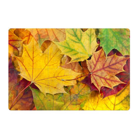 Магнитный плакат 3Х2 с принтом Осенние листья в Кировске, Полимерный материал с магнитным слоем | 6 деталей размером 9*9 см | жёлтый | зелёный | клён | листва