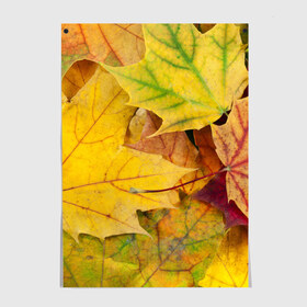 Постер с принтом Осенние листья в Кировске, 100% бумага
 | бумага, плотность 150 мг. Матовая, но за счет высокого коэффициента гладкости имеет небольшой блеск и дает на свету блики, но в отличии от глянцевой бумаги не покрыта лаком | жёлтый | зелёный | клён | листва