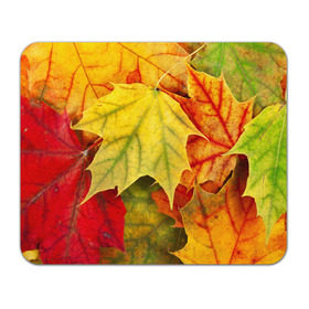 Коврик прямоугольный с принтом Кленовые листья в Кировске, натуральный каучук | размер 230 х 185 мм; запечатка лицевой стороны | жёлтый | зелёный | красный | листва | оранжевый | осень